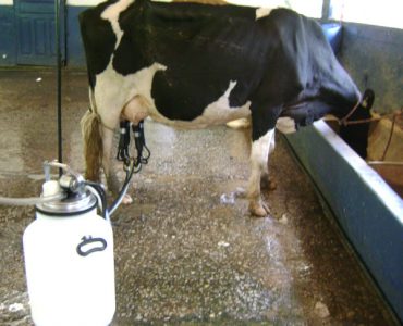 Milk Quality Harvesting