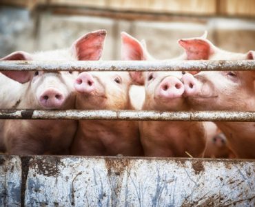 Our Pig Farm
