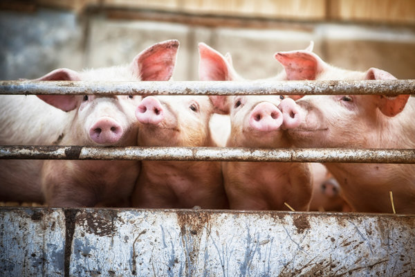 Our Pig Farm