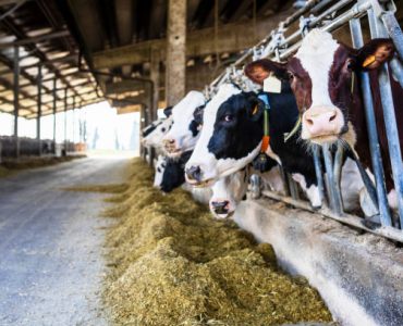 Feeding cows