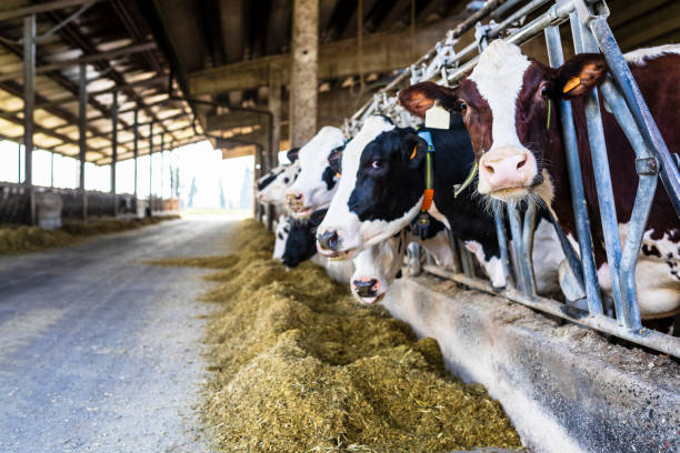 Feeding cows