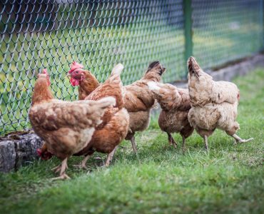 Chicken outdoor feeding
