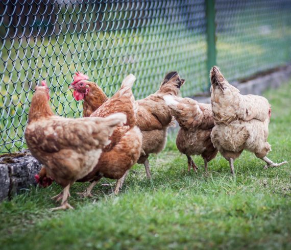 Chicken outdoor feeding
