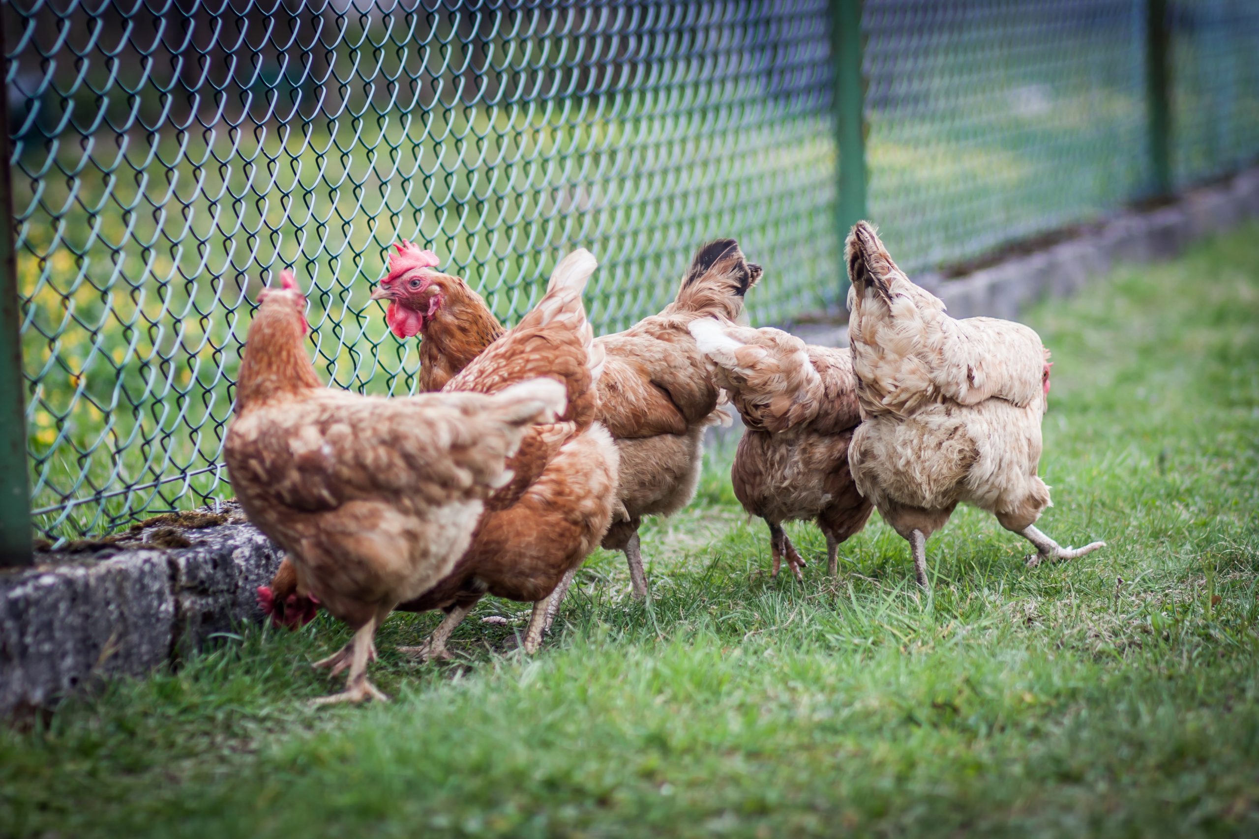 Chicken outdoor feeding