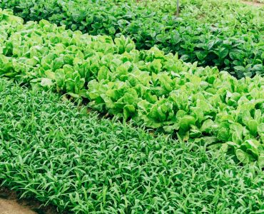 Vegetable bed