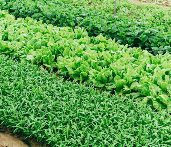Vegetable bed