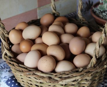 Egg Havesting